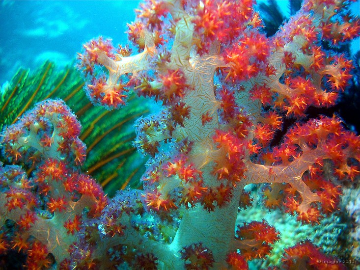 43- Alcyonaire ou corail mou Dendronephthya -  Ilot Gi.JPG